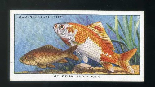 1932 ogdens colour nature - 1932,