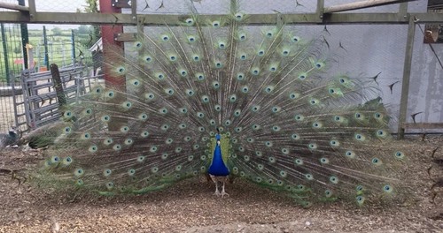 Genuine indian blue - genuine,