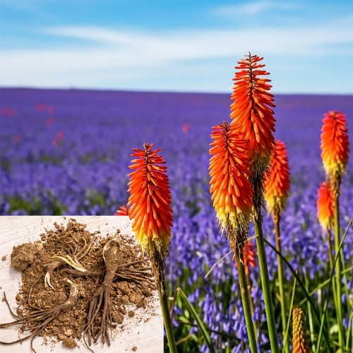 Red hot poker roots - 3,