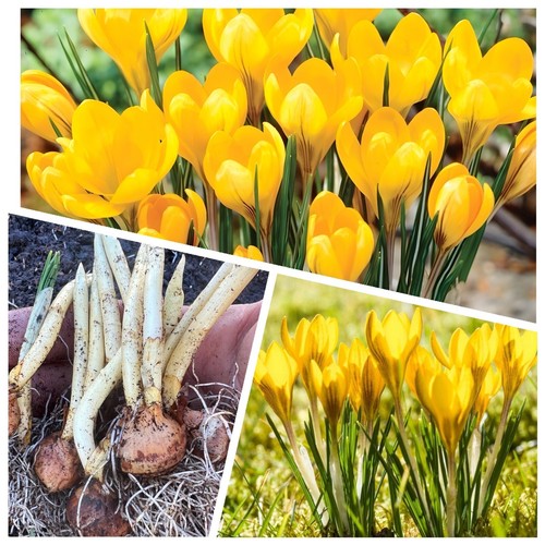 Crocus bulbs golden - crocus, 'golden