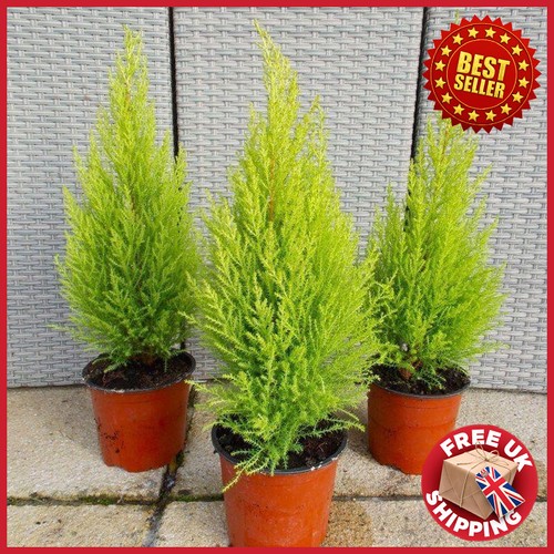 Cupressus macrocarpa - 3,