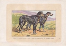 1896 SCOTTISH DEERHOUND DOG