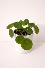 Medium Sizes Chinese Money