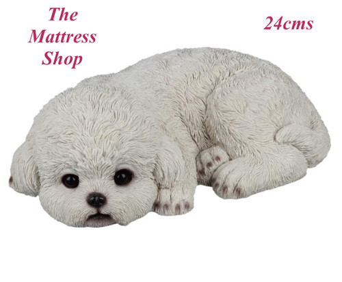 Bichon frise puppy - frise,