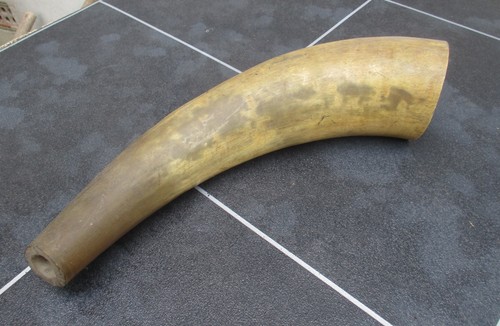 Vintage bovine bull - cow, horn.