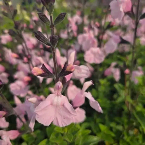 Salvia naomy tree plant - tree,