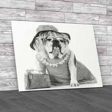 Fashionable Female English Bulldog In Stylish Black White Canvas Print Large