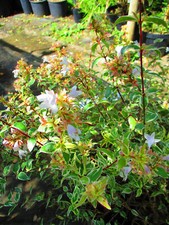 2ft inc. pot 10litre size