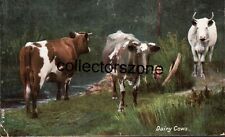 1907 Dairy Cows Printed Postcard Posted