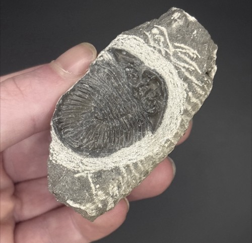 Scutellum trilobite devonian - scutellum,