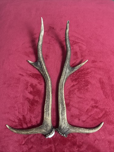 Pair red deer - pair,