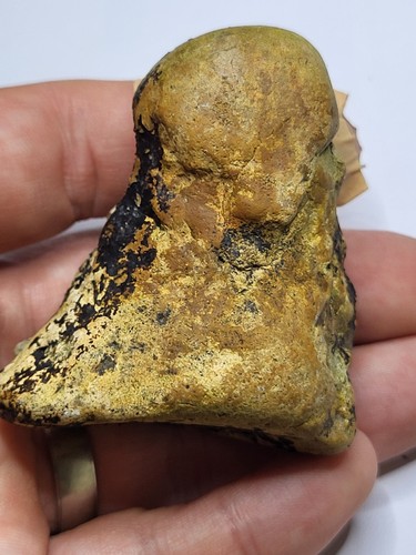 Fossilised bone metatarsal - fossilised, bone.