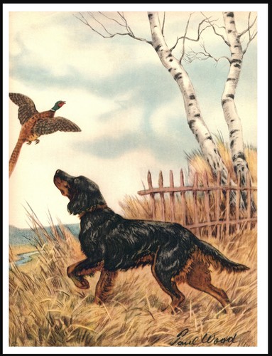 Gordon setter and - gordon, pheasant