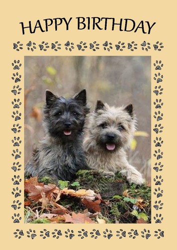 Cairn terrier dog birthday - dog,