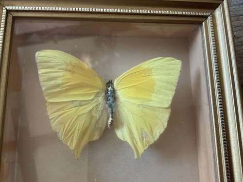 Butterfly taxidermy yellow - ,,