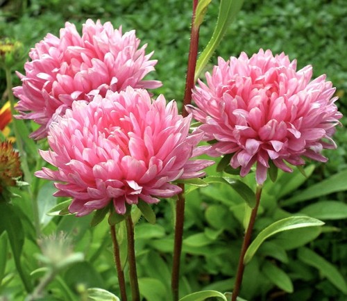 150 aster rose turm - x,