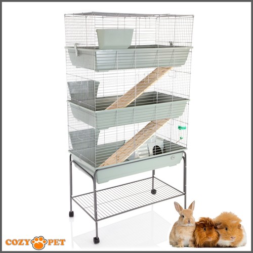Rabbit guinea pig - rabbit, /