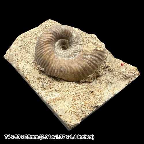 Sphaeroceras brongniartii