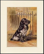 COCKER SPANIEL BLUE ROAN