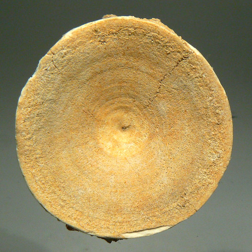 Fossil vertebra from - 36.6,