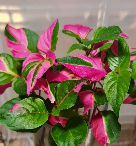 Alternanthera party time - -,