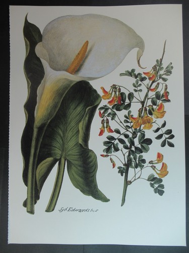 Print zantedeschia aethiopica - print,