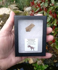 Genuine RARE Tyrannosaurus Rex Tooth (T-Rex) Partial Fossil. Hell Creek Dinosaur