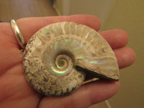 Iridescent cleoniceras - iridescent,
