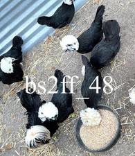White crested black polish - crested,