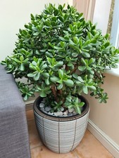 Large money jade crassula - 2x,