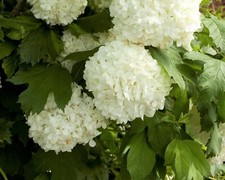 Eastern Snowball bush (