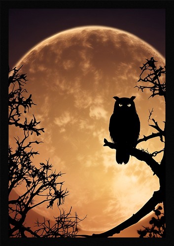 Intimate owl framed - intimate,