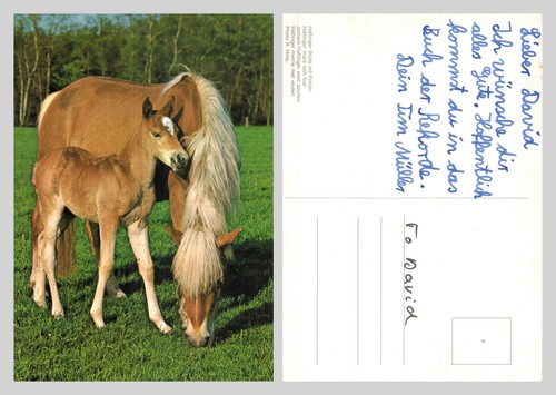 Postcard haflinger mare and - mare,