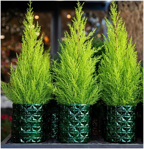 Dwarf conifer cupressus - [x3],