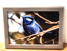 Wall Art Splendid Fairy-wren, bird, Australia 5 x 7" Framed Print