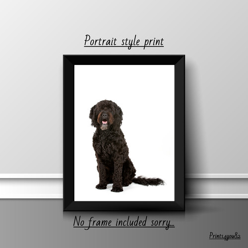 Barbet dog pet picture - barbet,