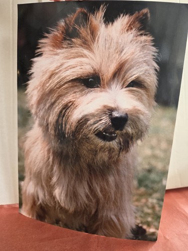 🐾