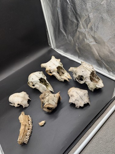 British sheep skull bundle - british,