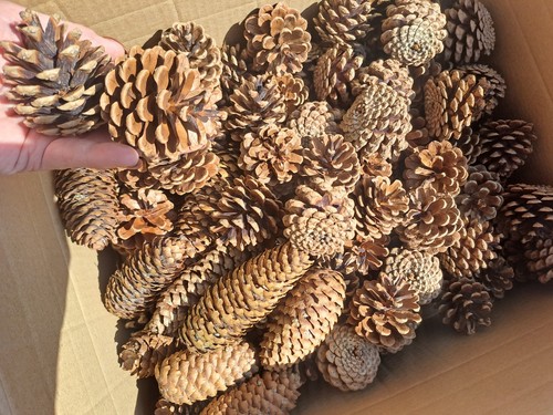 100 5kg seasoned fir - 1.5kg,