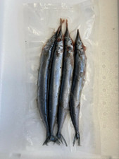 Small Blueys (Atlantic Saury)