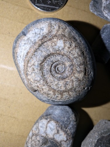 Jurassic marine fossil - marine,