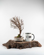 Shohin Potentilla Bonsai Tree – Yellow Flowers – Hardy Easy-Care Outdoor Bonsai