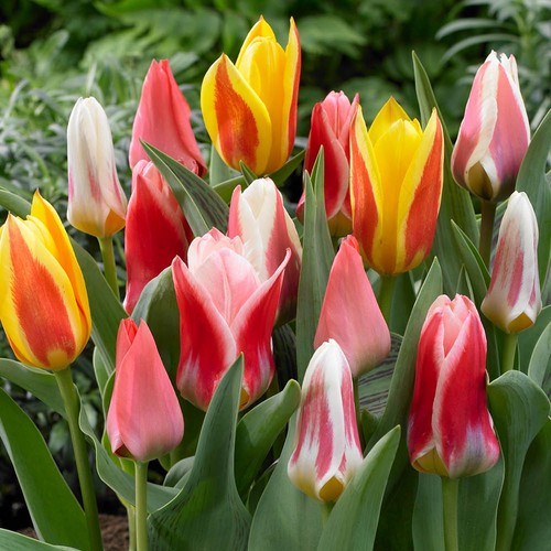 Value miniature tulips mix - tulips,