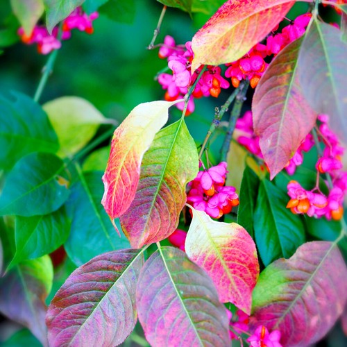 Spindle hedging 2ft - hedging, 1-2ft