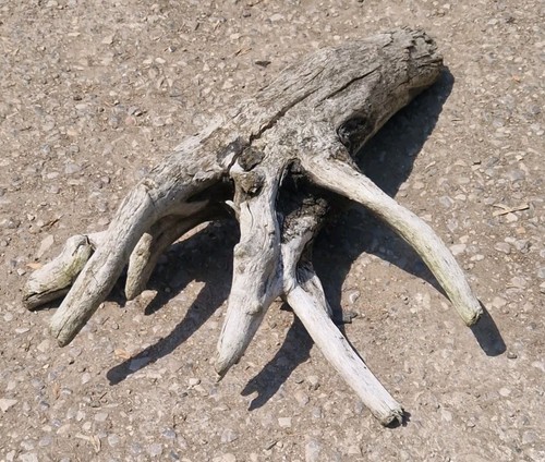 Jurassic coast weird - jurassic, alien