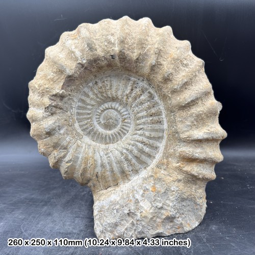 Mantelliceras ammonite fossil - mantelliceras,