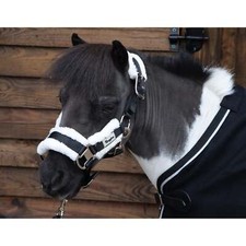 Ruggles Shetland Mini Head