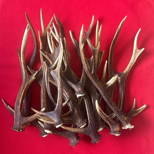 Pieces sika deer antlers - 18,