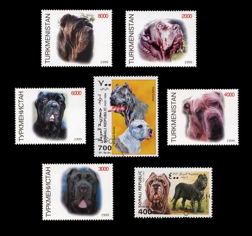 Neapolitan mastiff italian - neapolitan,