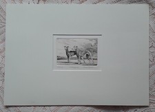 WHIPPET SIGNED NUMBERED LIMITED EDITION ETCHING BY SIMON BULL